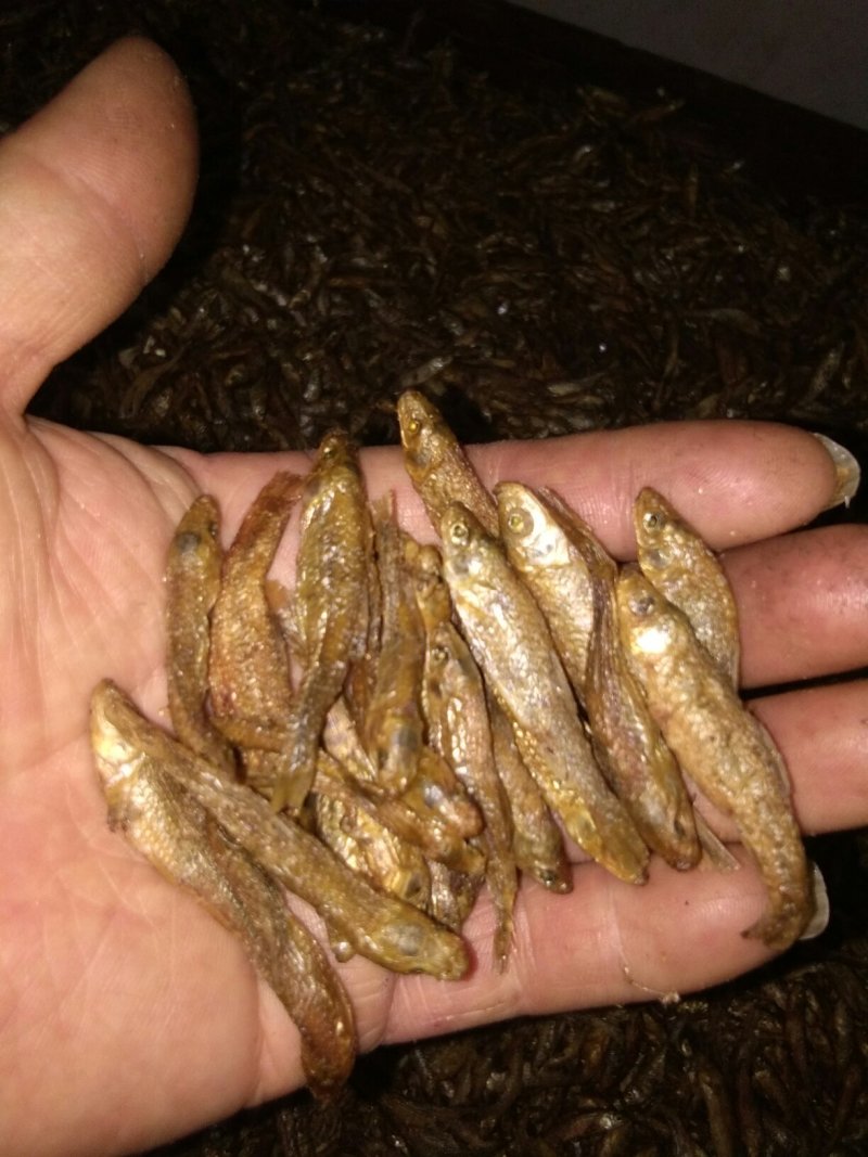 正宗醴陵火焙鱼