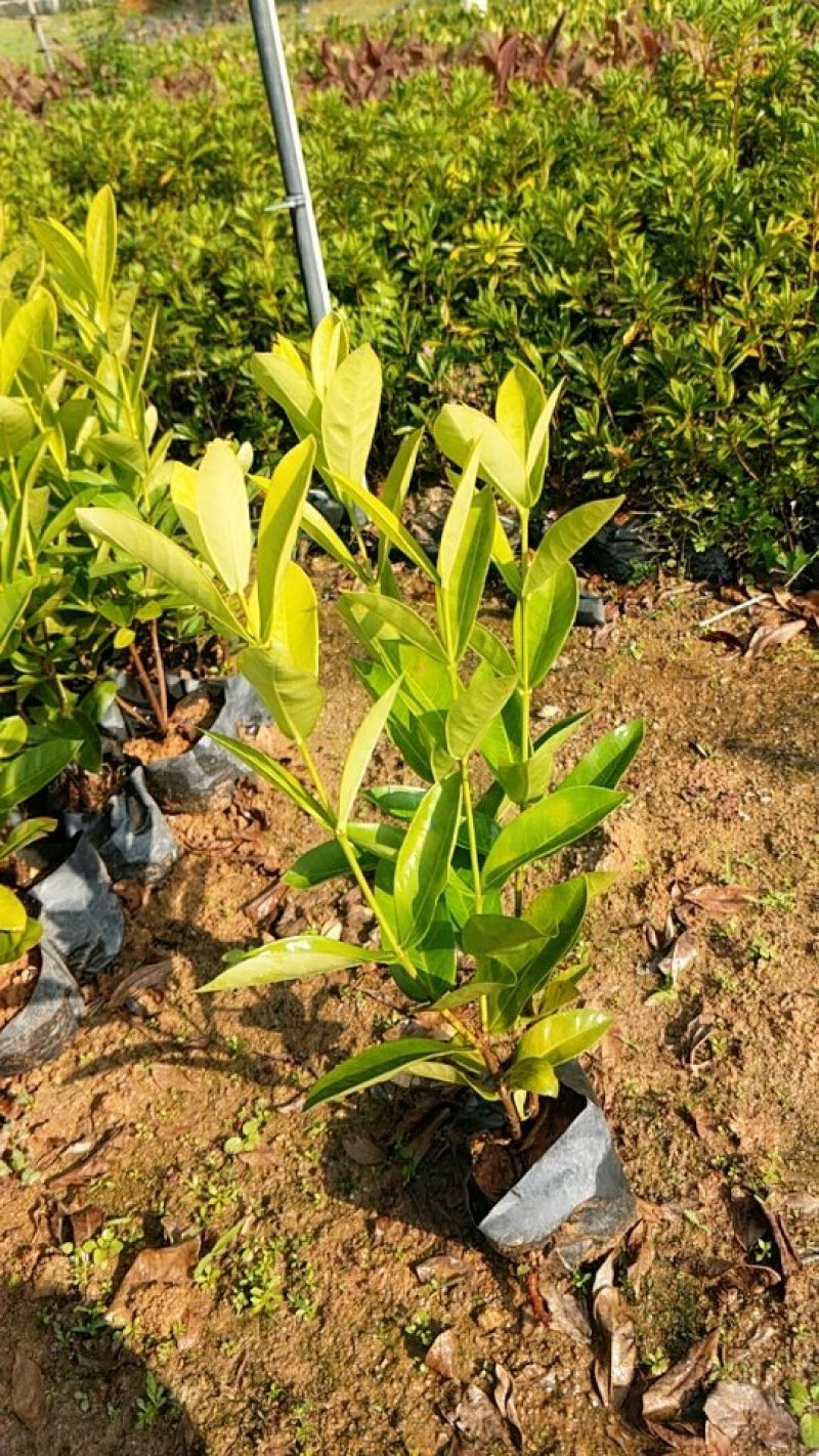 龙船花
