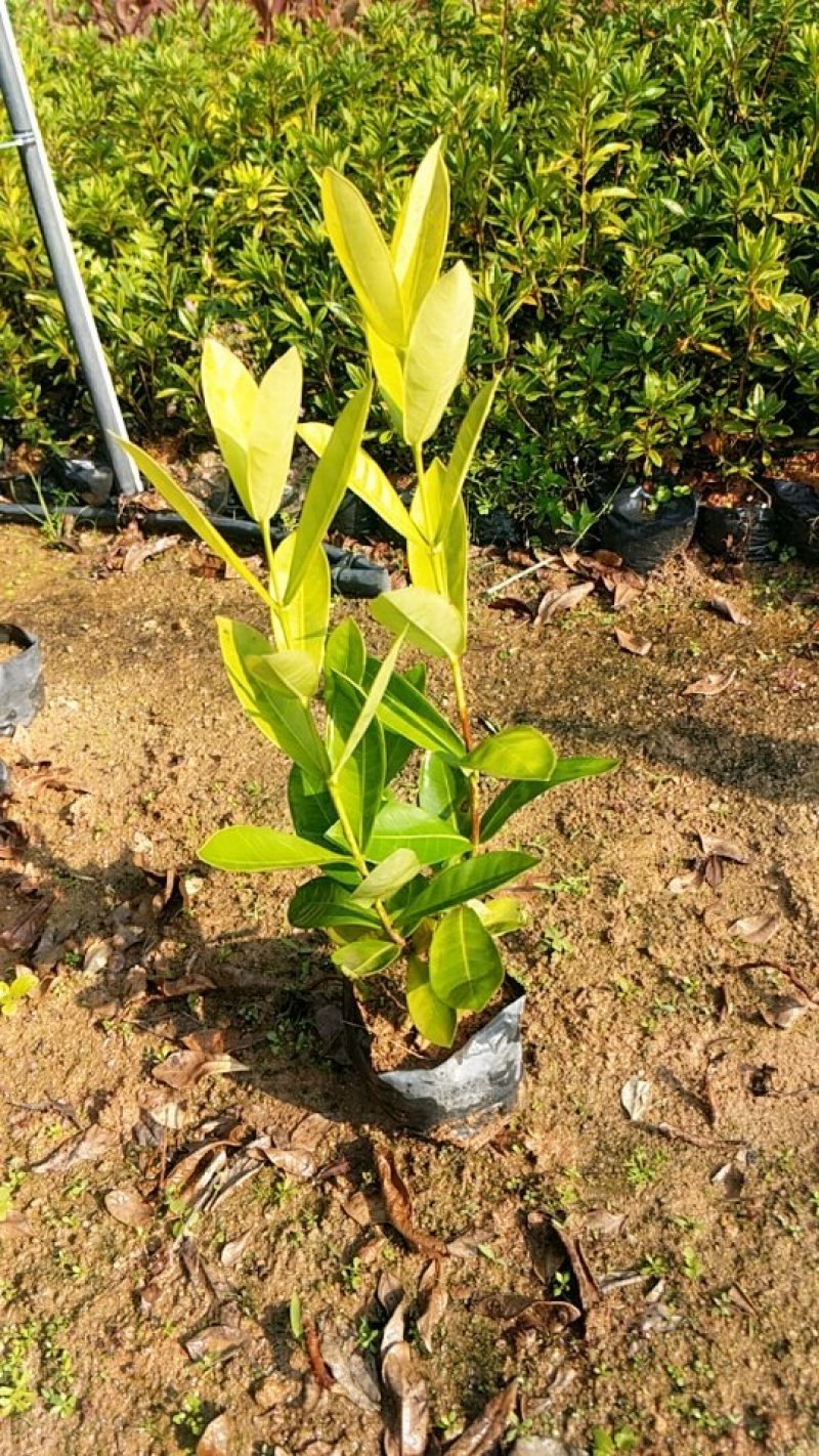 龙船花