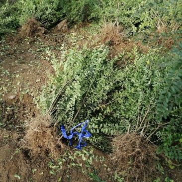 3分枝水蜡批发零售基地