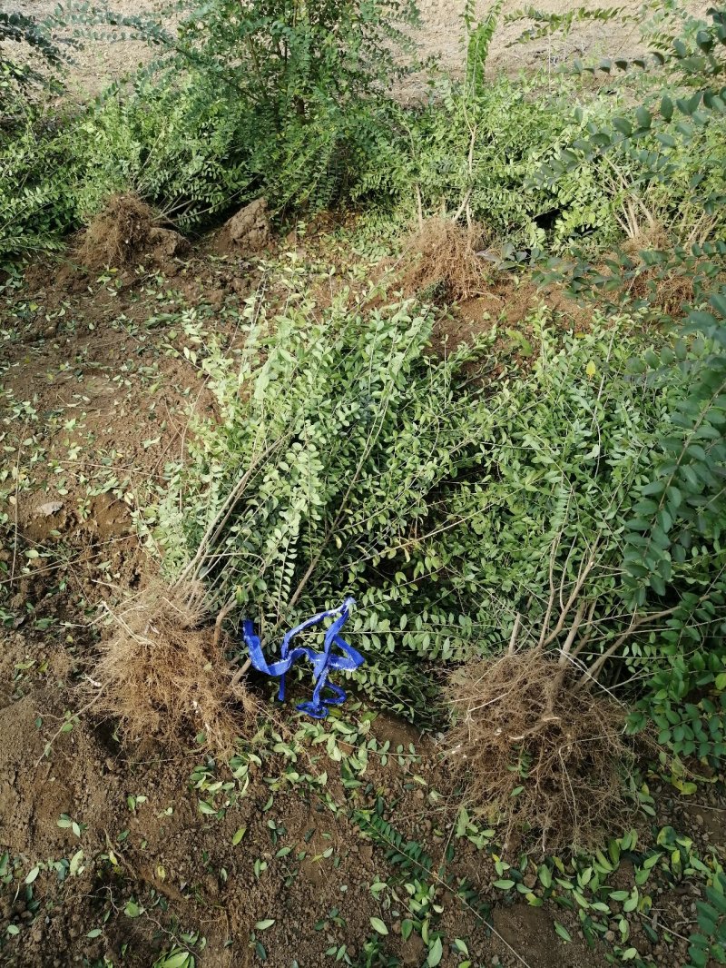 3分枝水蜡批发零售基地