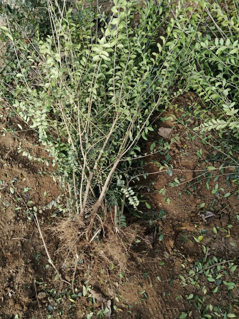 3分枝水蜡批发零售基地