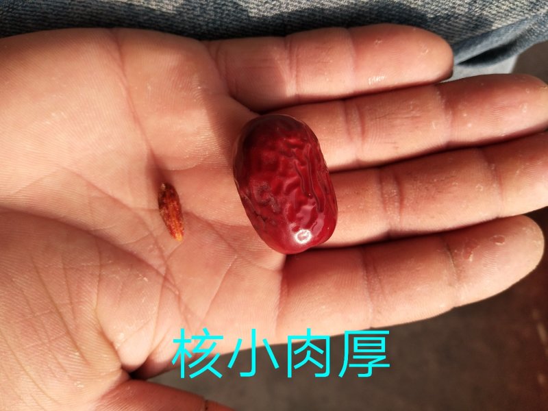 新疆若羌红枣，原枣，20斤包邮！核小肉厚甜度好