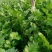 【芹菜】河北邯郸永年皇后芹菜大量上市产地直发量大价优