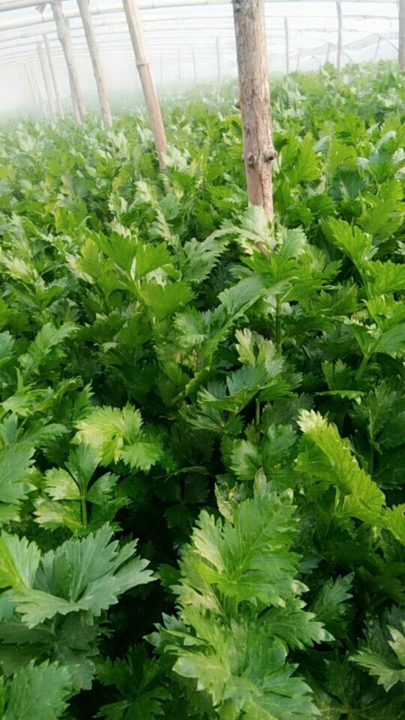 【芹菜】河北邯郸永年皇后芹菜大量上市产地直发量大价优