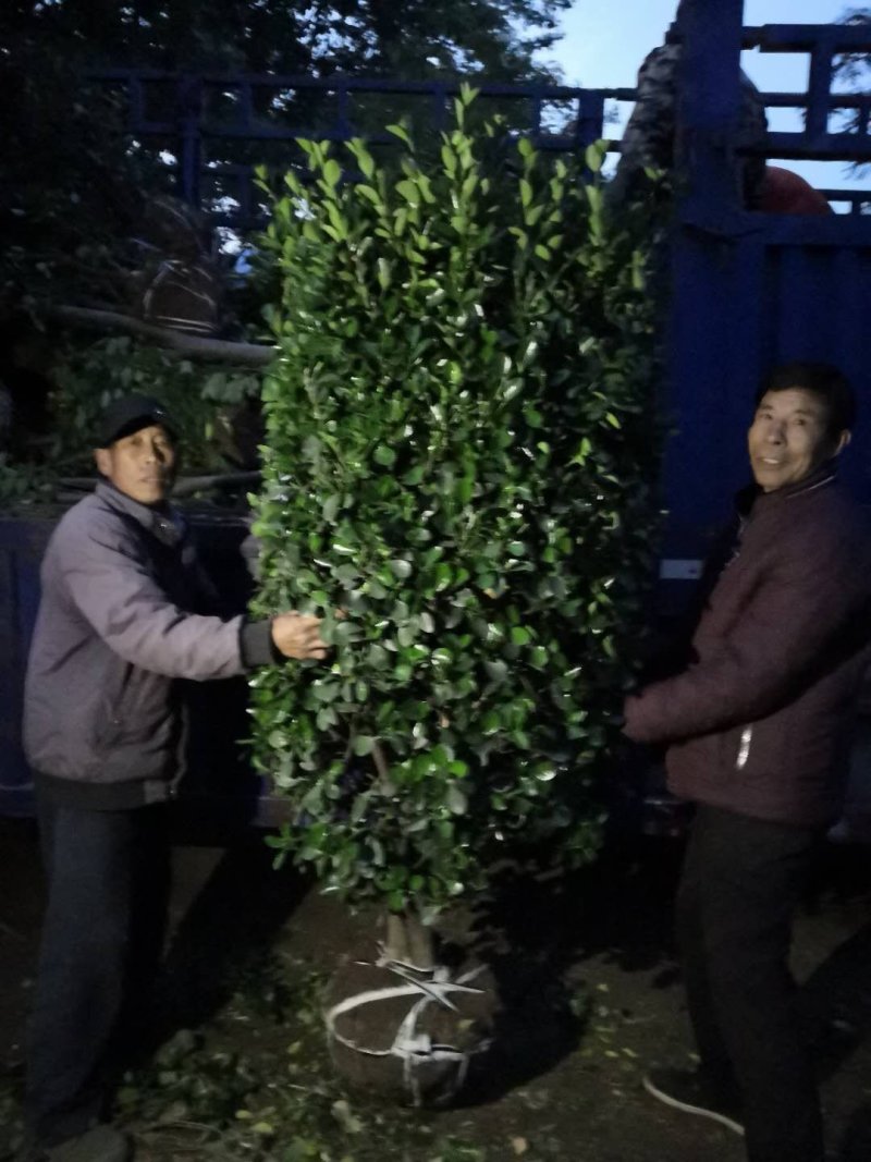 独杆大叶黄杨大叶黄杨柱单棵苗均有