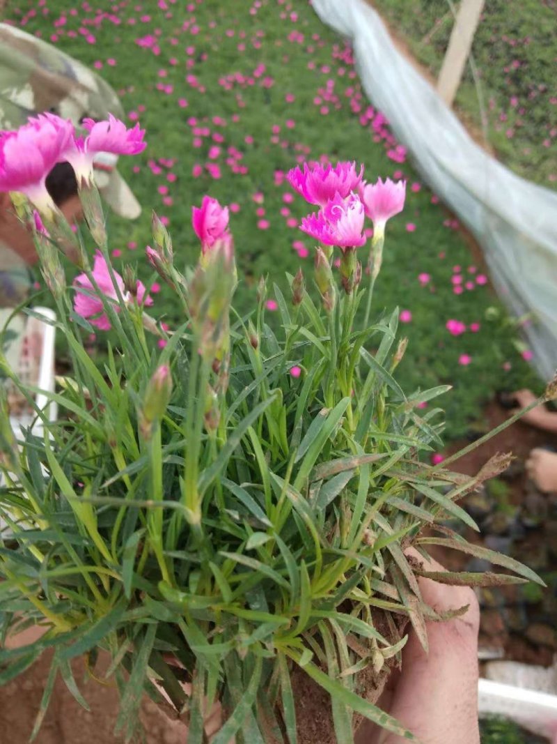 营养杯双色盆多规格欧石竹种植基地。绿化工程用苗花海打造