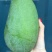 大青芒一件代发