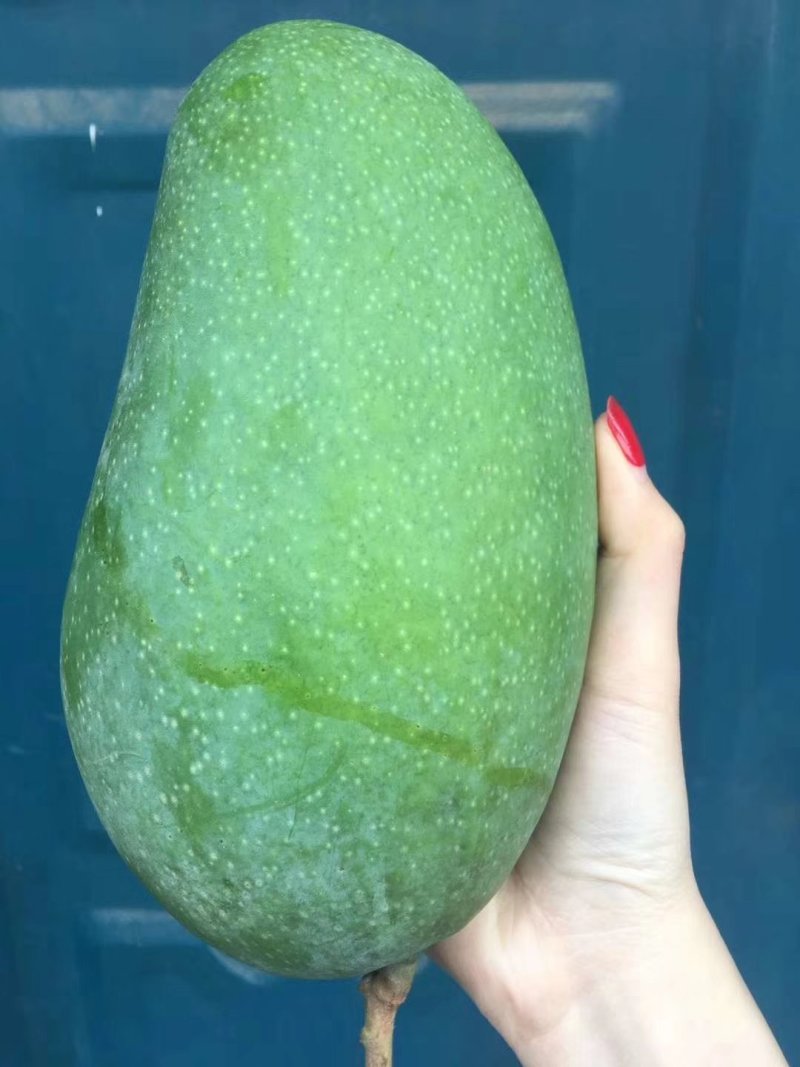 大青芒一件代发