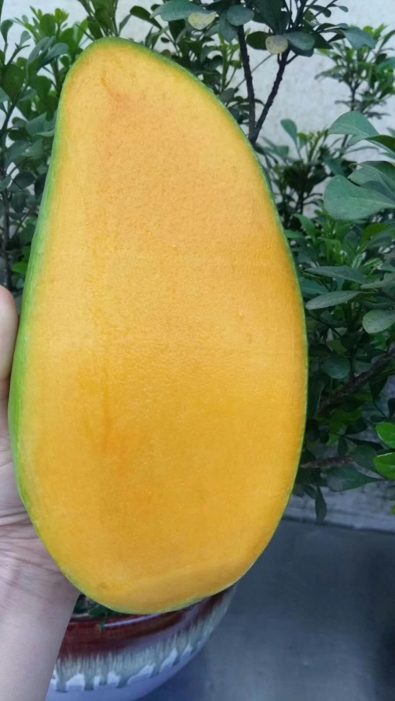大青芒一件代发