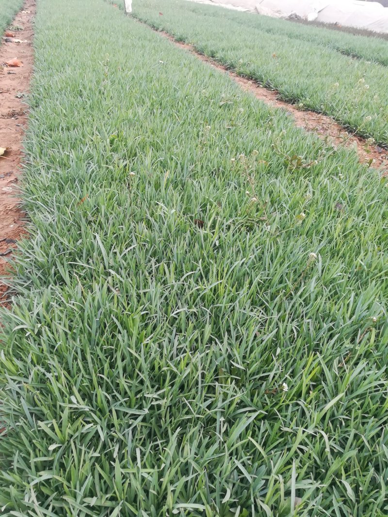 多芽地被石竹各类地被植物一杯多苗基地直销绿化工程花海打造