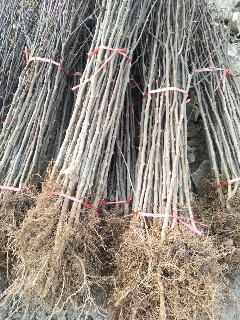 花椒苗，你栽树我常年回收花椒