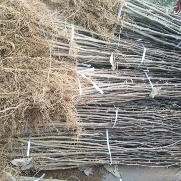花椒苗，你栽树我常年回收花椒