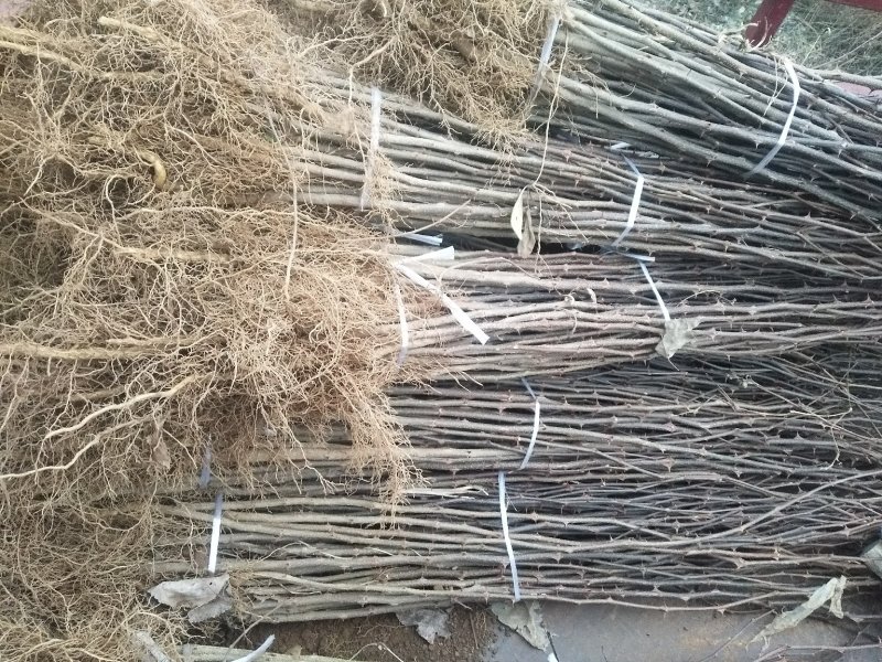 花椒苗，你栽树我常年回收花椒