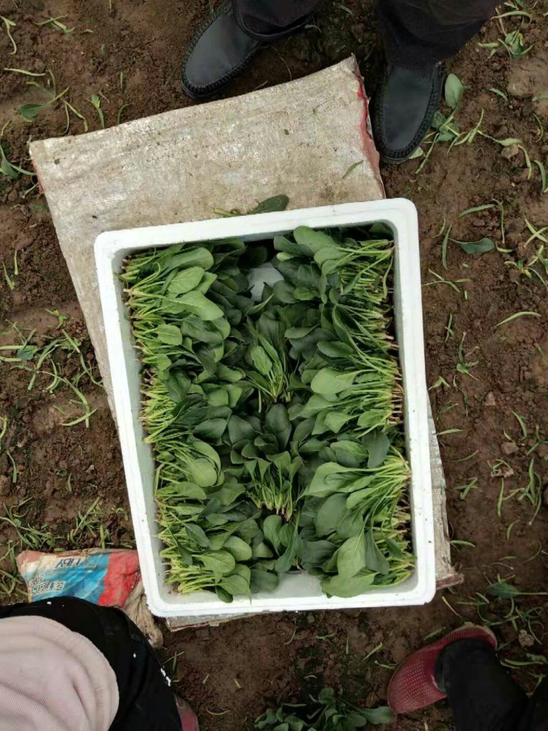 菠菜