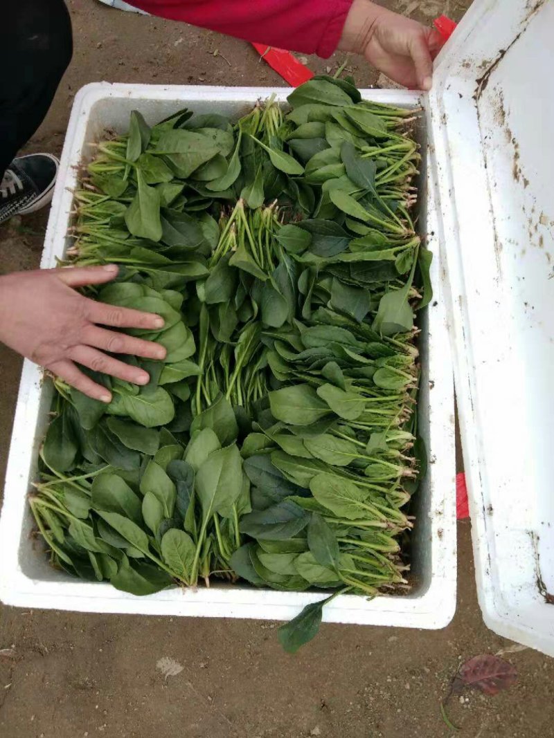 菠菜
