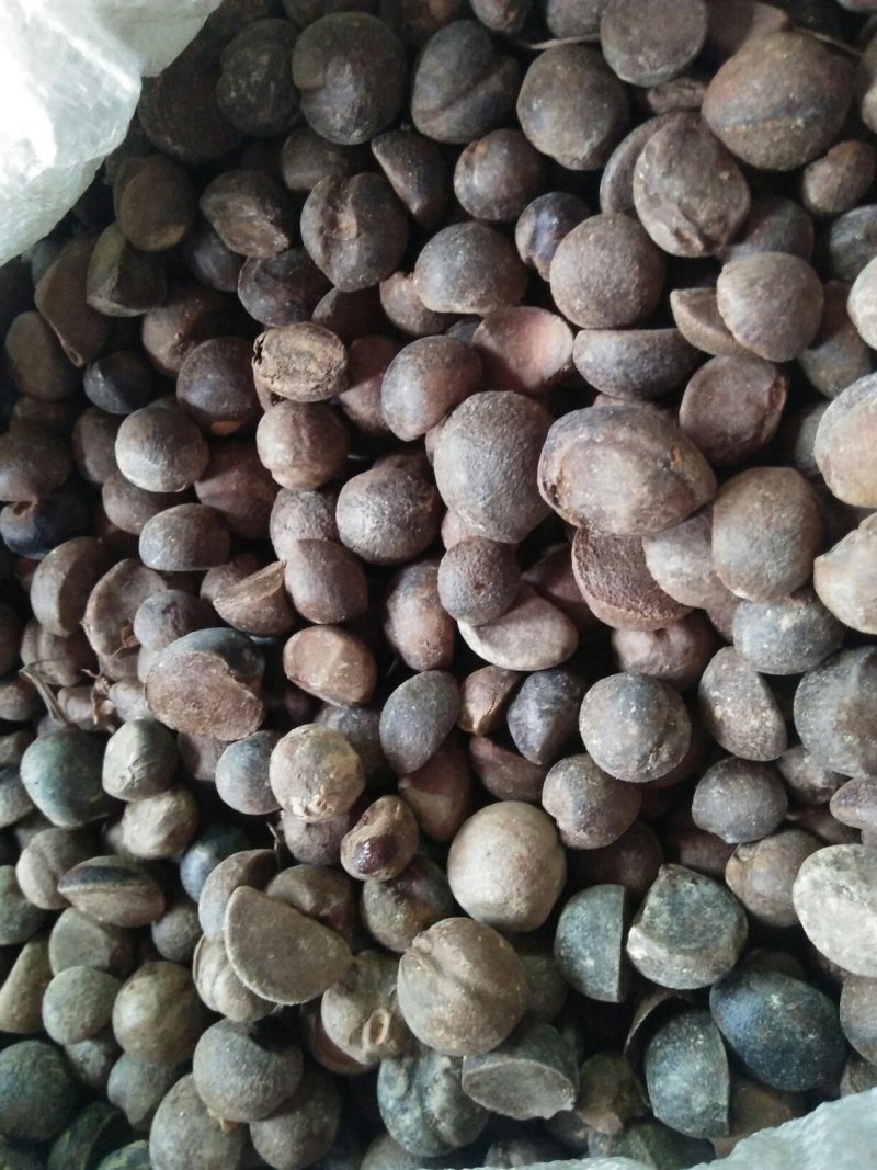 正宗茶籽油（山茶油）