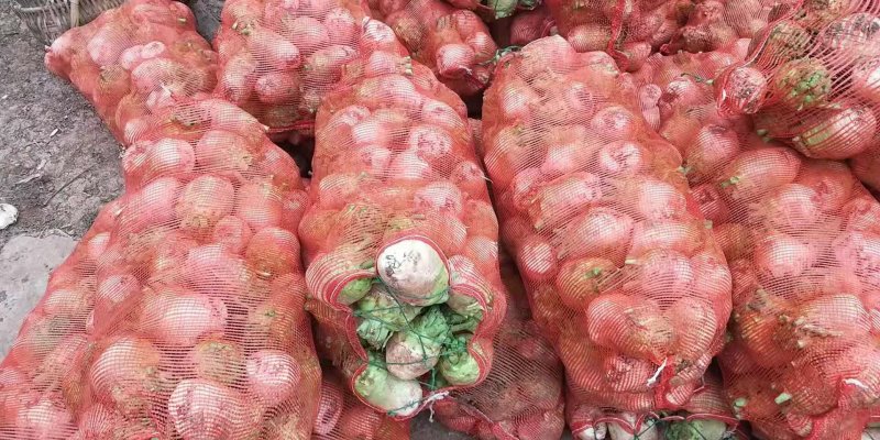 大头菜种植基地批发新鲜榨菜