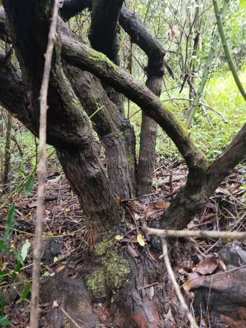 山木香，红刺藤，倒挂刺，老桩月季