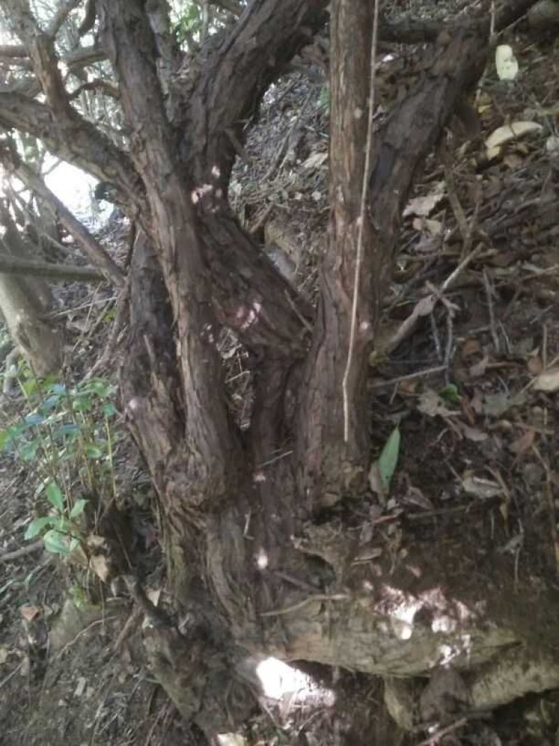 山木香，红刺藤，倒挂刺，老桩月季