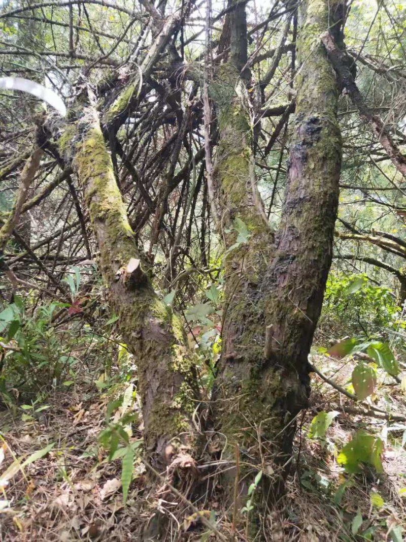 山木香，红刺藤，倒挂刺，老桩月季