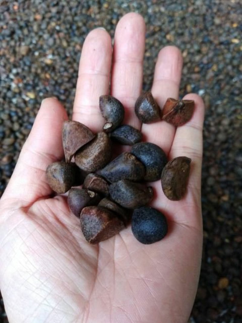 茶籽油