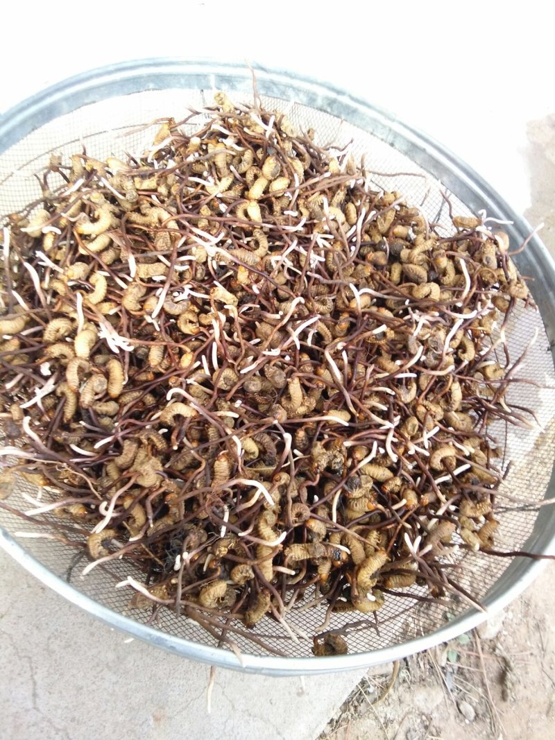 虫草，陕西冬虫夏草产地直销，欢迎各位老板联系下单