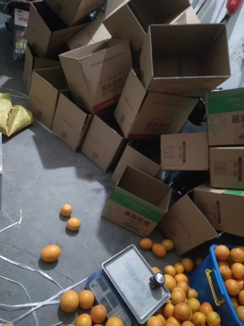 纸箱装九省包邮，赣南脐橙营养丰富也可批发