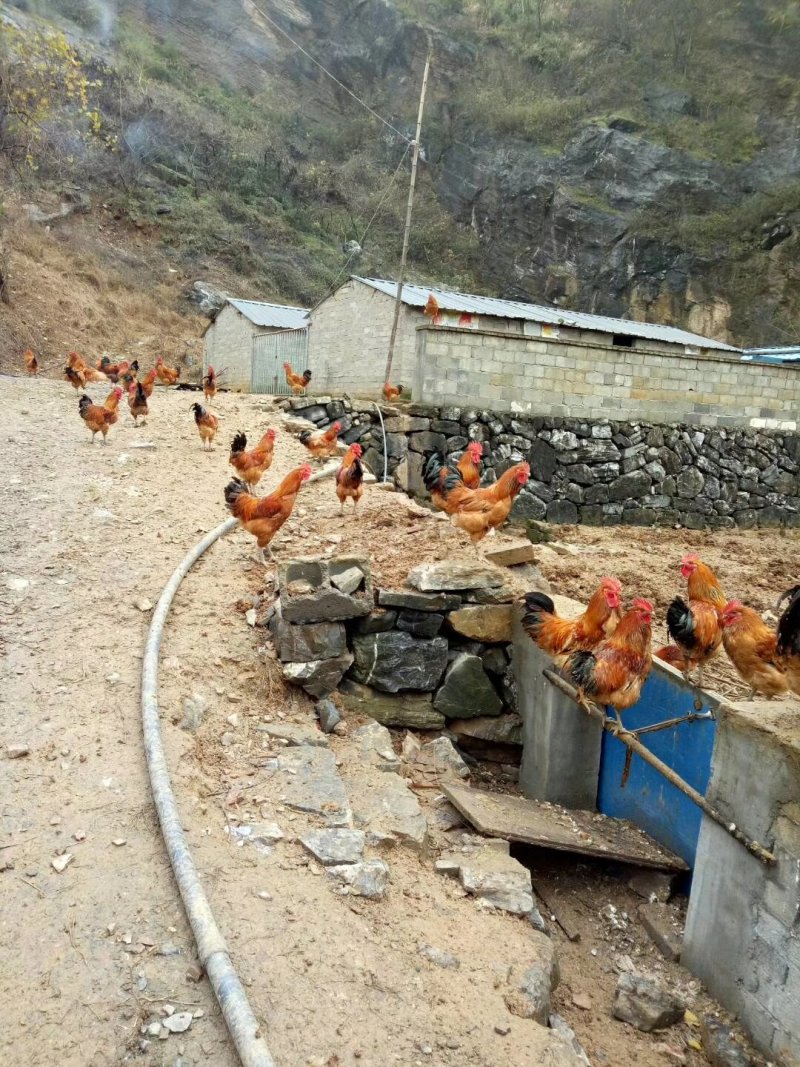 高山果园基地山庄农庄家庭农场种植养殖农家乐