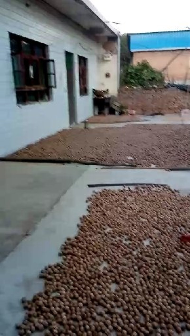 核桃