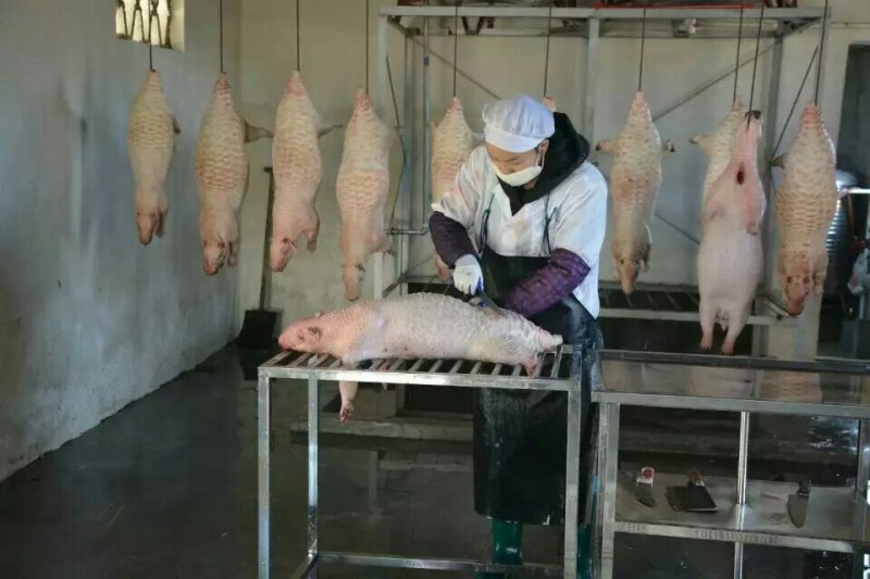 动物人参