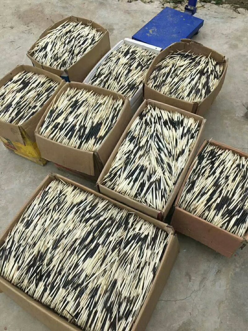 动物人参
