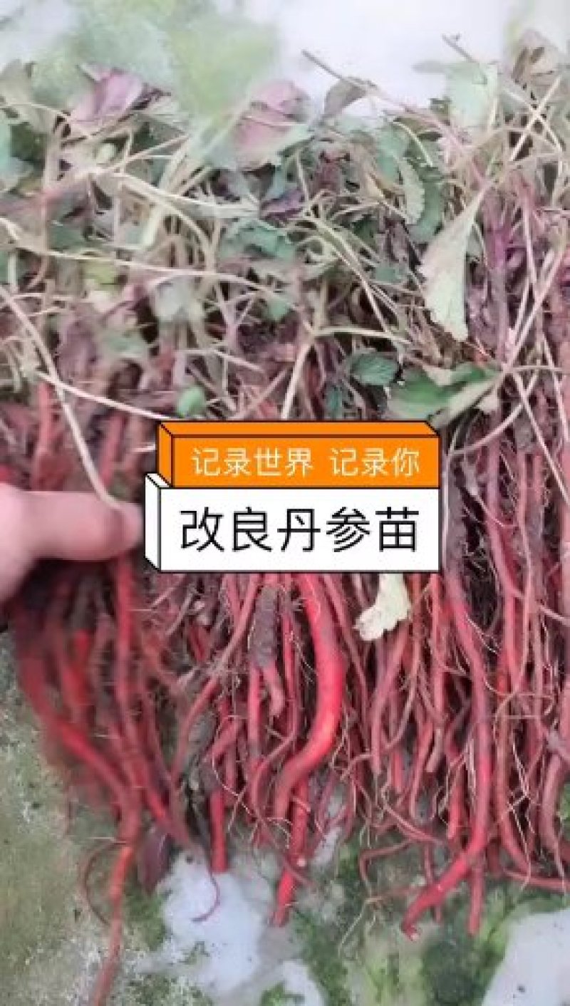 丹参苗，纯改良优质品种，颜色好产量高