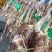 腊鸡风干鸡市场年货热卖产品