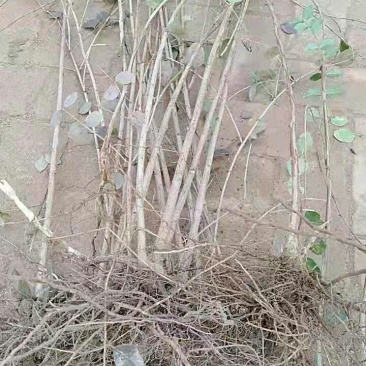 健身果种苗无核杈杷果苗产量成活率高佳果