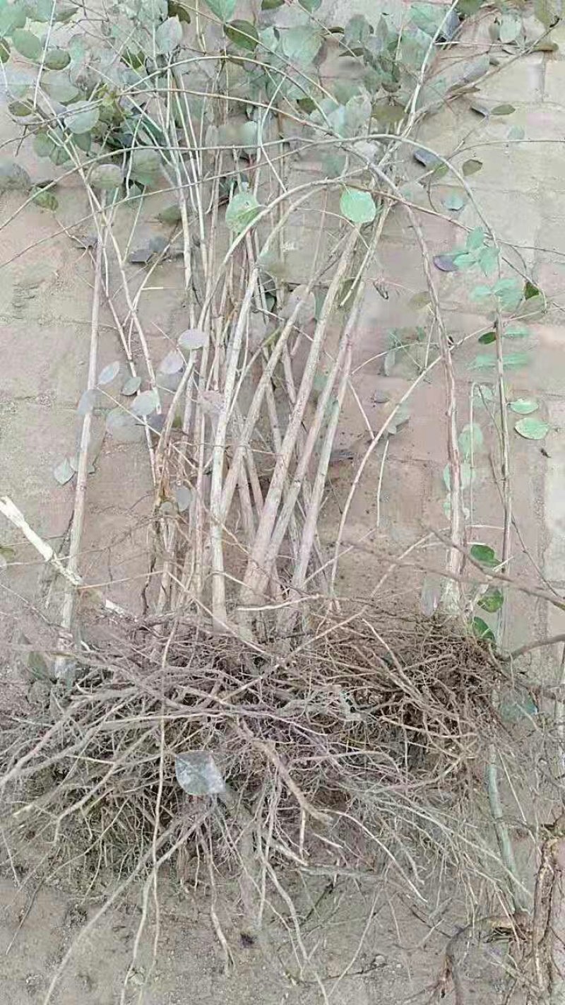 健身果种苗无核杈杷果苗产量成活率高佳果