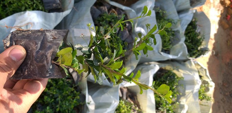 福建茶苗大量供应一次合作终身朋友