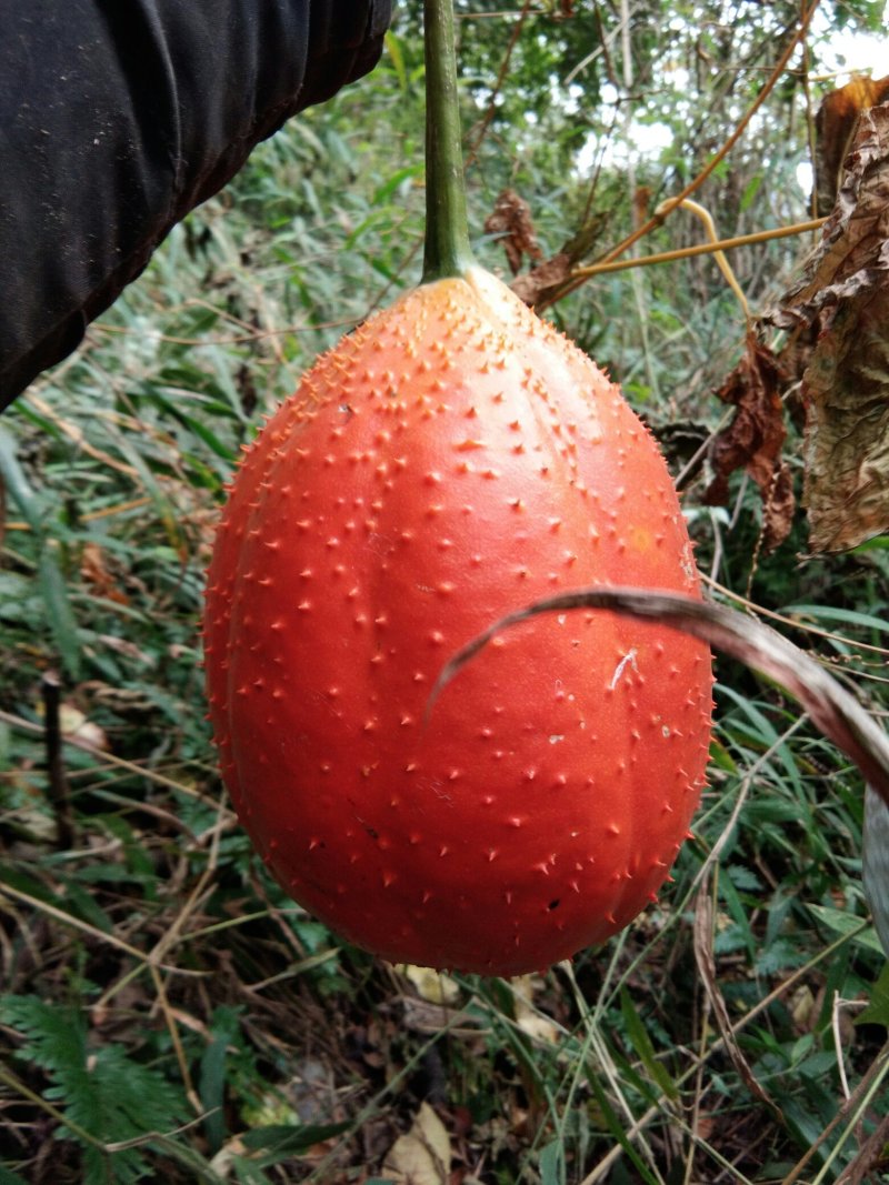 药瓜子
