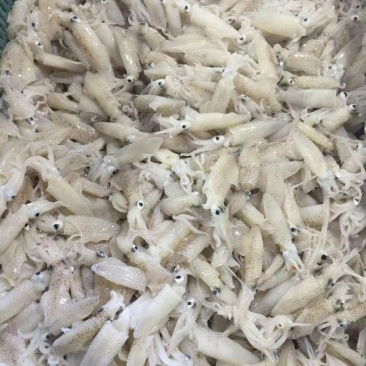小鱿鱼