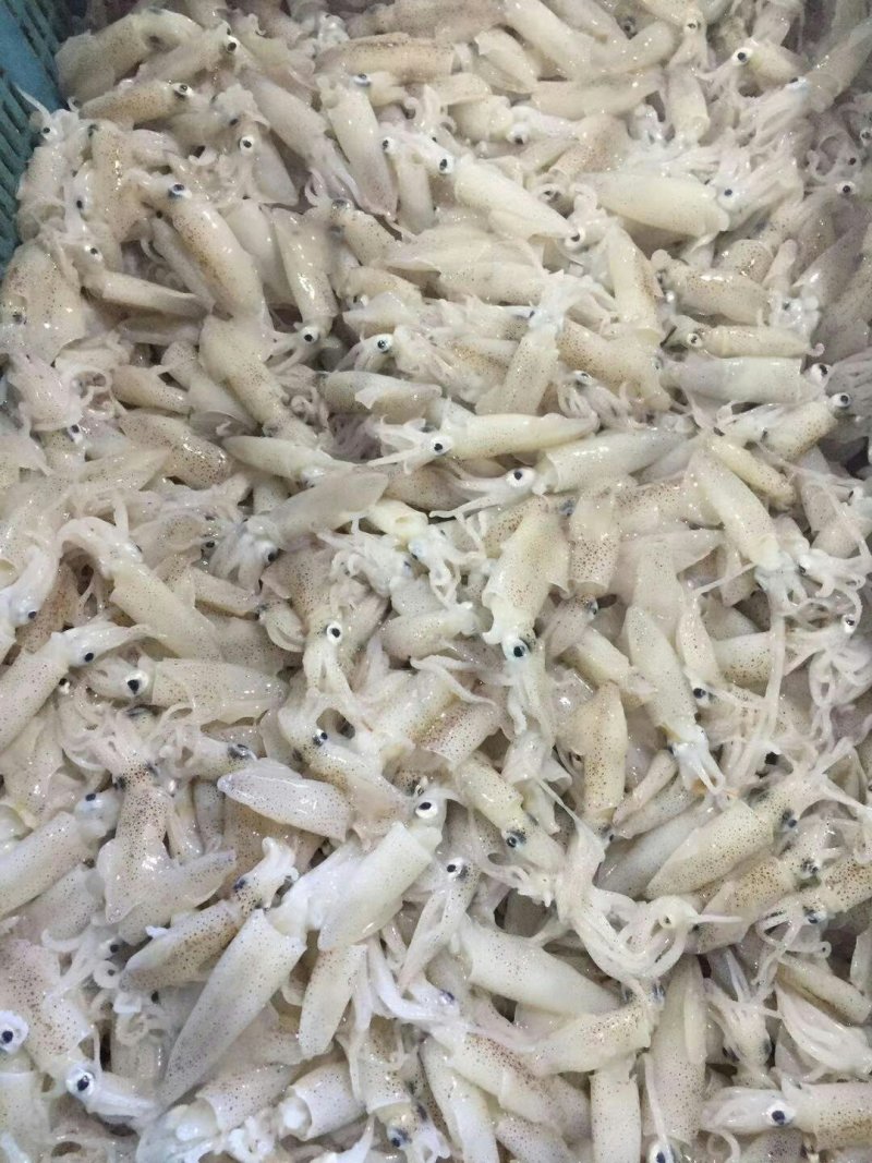 小鱿鱼
