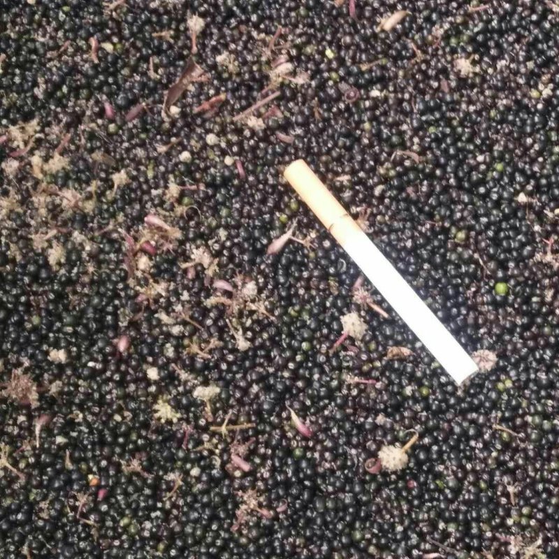 大通草苗和种子出售需要的老板联系我