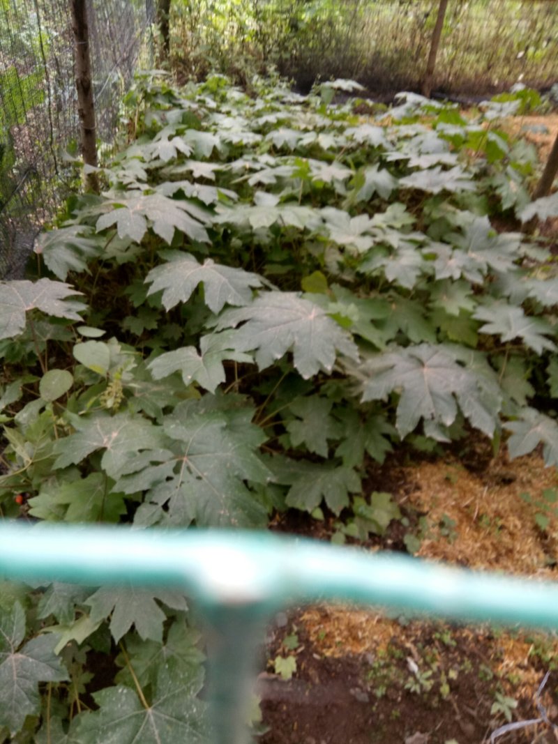 大通草苗和种子出售需要的老板联系我