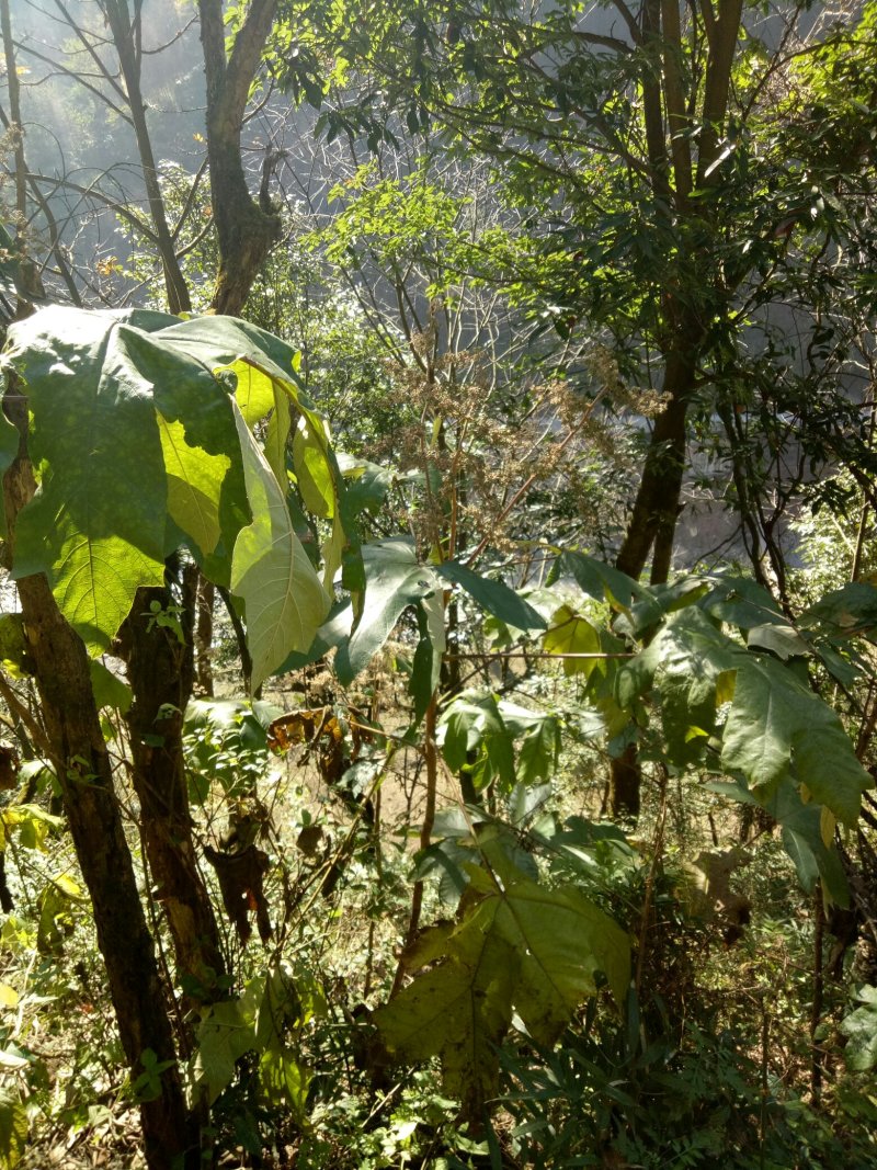 大通草苗和种子出售需要的老板联系我