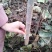 梓树小苗