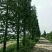 池杉