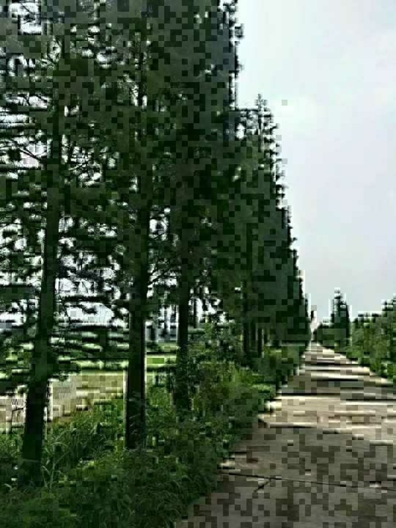 池杉