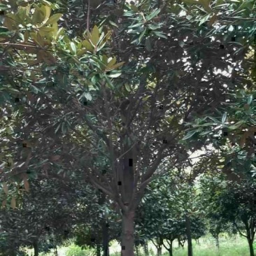 广玉兰