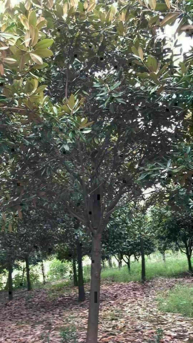 广玉兰