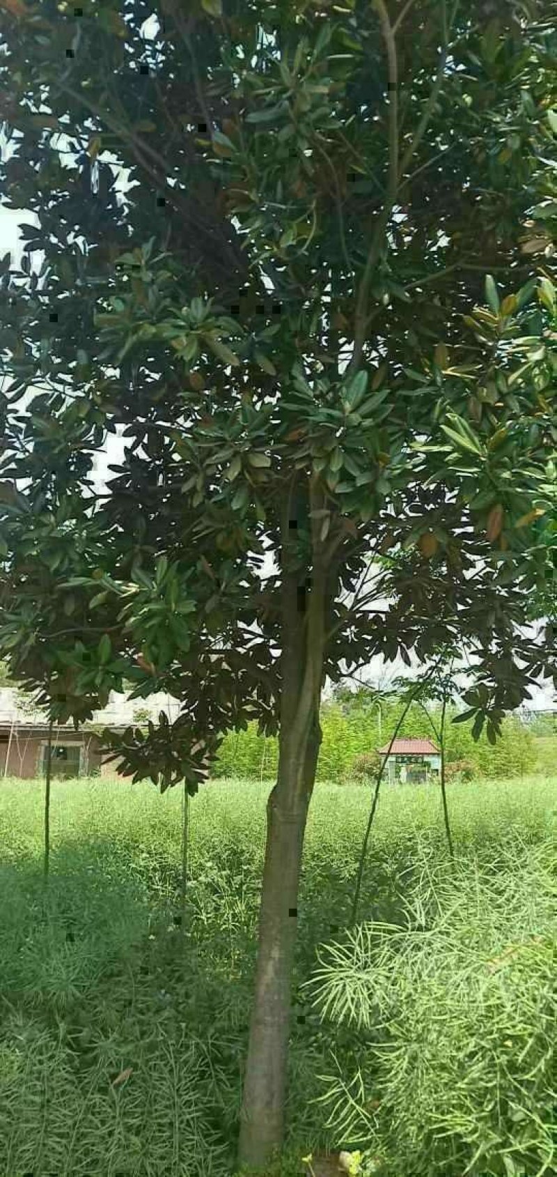 广玉兰