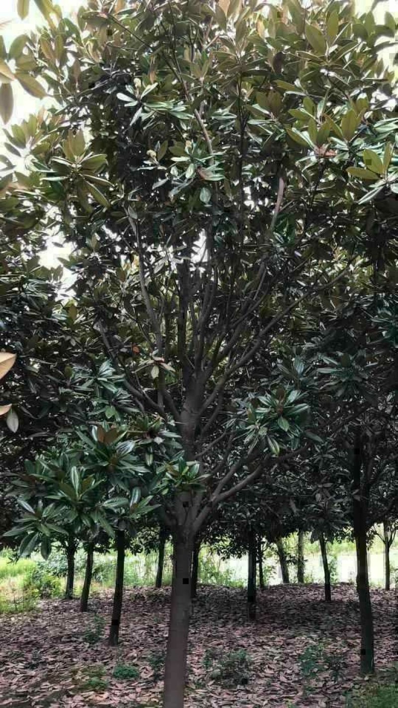 广玉兰